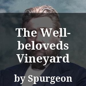 The Well-beloveds Vineyard