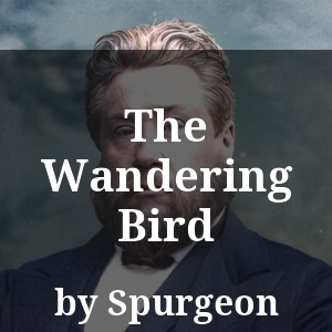 The Wandering Bird